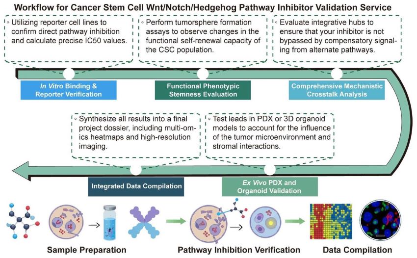 A simple procedure for cancer stem cell Wnt/Notch/Hedgehog pathway inhibitor validation service. (Creative Biolabs Original)