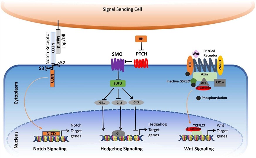 Fig.1 Core Notch, Hedgehog, and Wnt signaling pathways in cancer. (OA Literature)