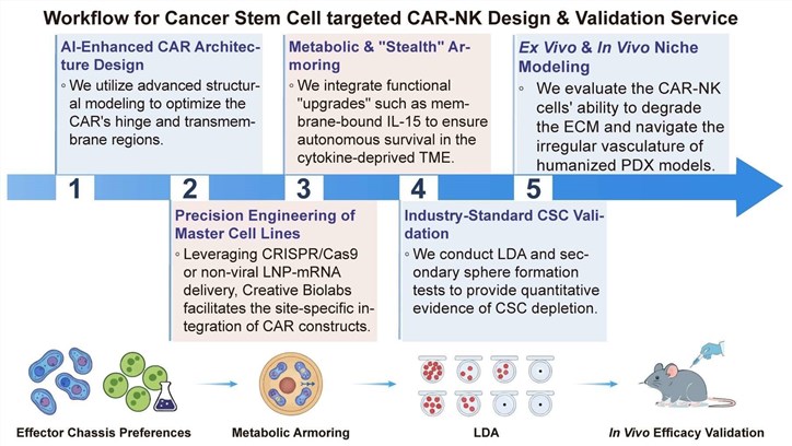 A simple procedure for cancer stem cell targeted CAR-NK design and validation service. (Creative Biolabs Original)