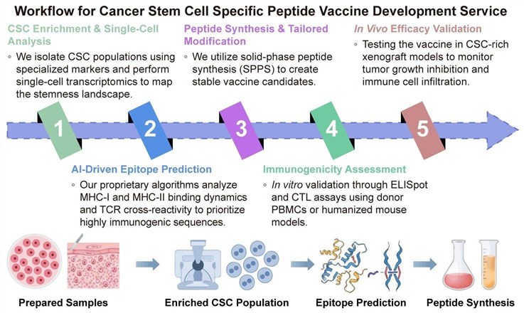 A simple procedure for cancer stem cell specific peptide vaccine development service. (Creative Biolabs Original)