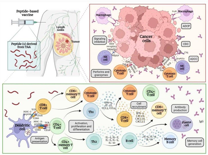 Fig.1 Underlying immunological mechanisms of peptide vaccines. (OA Literature)