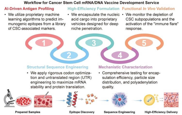 A simple procedure for cancer stem cell mRNA/DNA vaccine development service. (Creative Biolabs Original)
