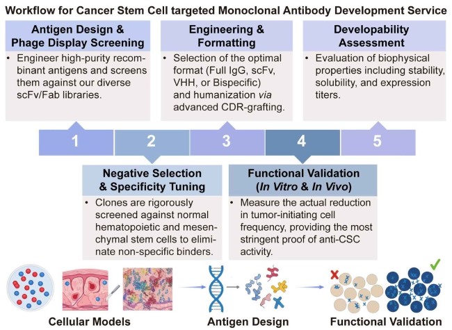A simple procedure for cancer stem cell targeted monoclonal antibody development service. (Creative Biolabs Original)