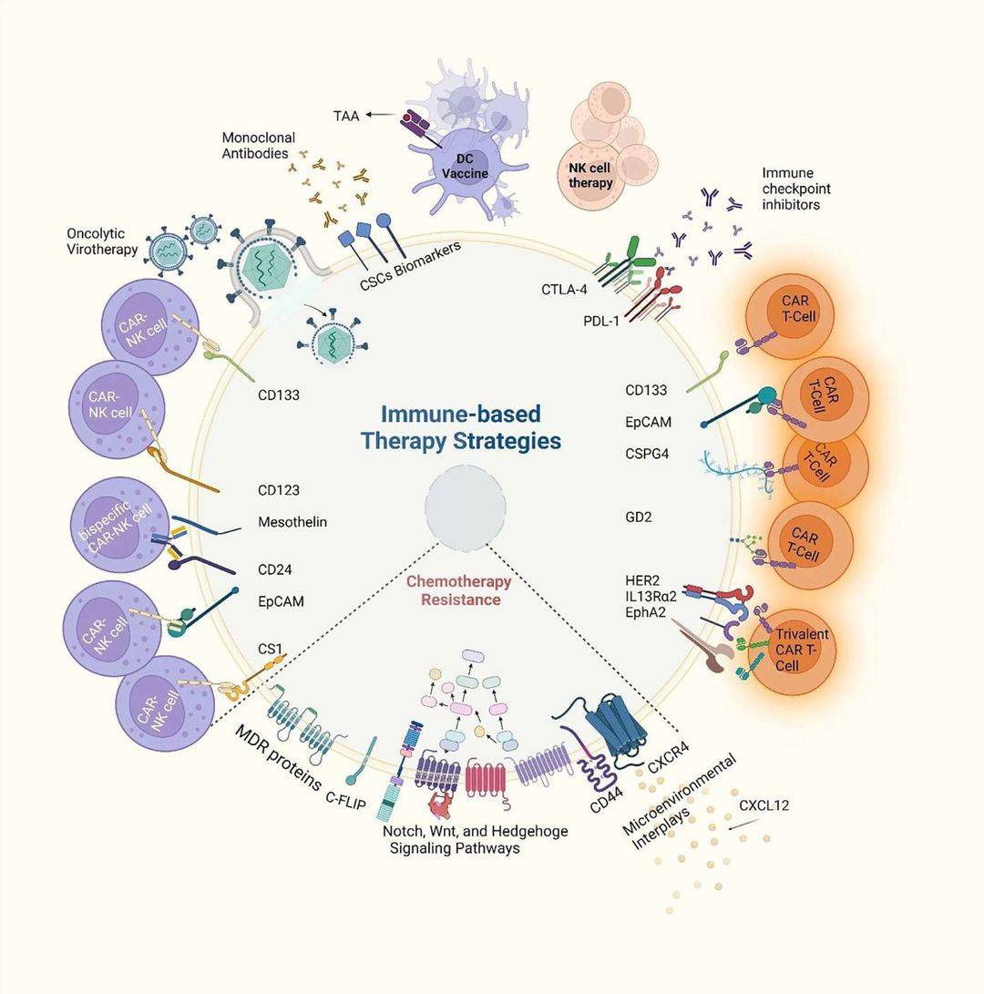 Fig.1 Integrating tumor microenvironment targets with immunotherapeutic strategies. (OA Literature)