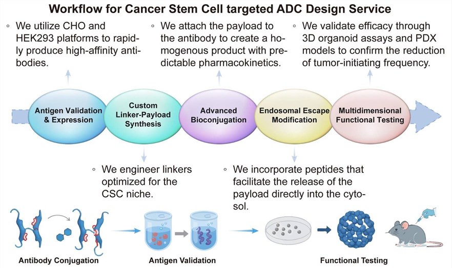 A simple procedure for cancer stem cell targeted ADC design service. (Creative Biolabs Original)