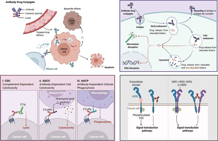 Fig.1 Multimodal mechanisms of tumor cell killing by ADCs. (OA Literature)