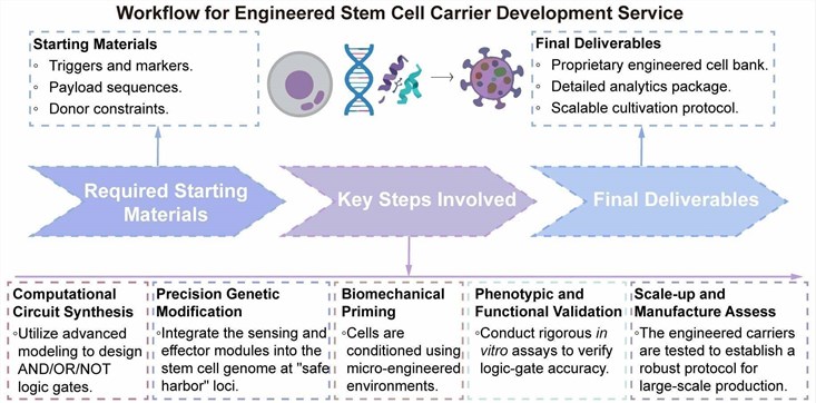 A simple procedure for engineered stem cell carrier development service. (Creative Biolabs Original)