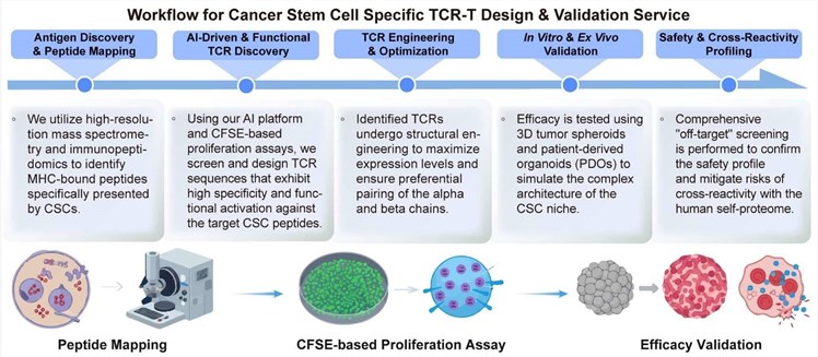 A simple procedure for cancer stem cell specific TCR-T design and validation service. (Creative Biolabs Original)