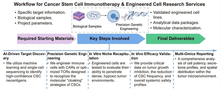 A simple procedure for cancer stem cell immunotherapy and engineered cell research services. (Creative Biolabs Original)