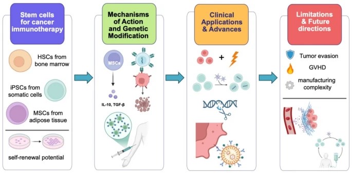 Fig.1 Stem cells in cancer immunotherapy: A landscape of sources, mechanisms, and clinical advances. (OA Literature)