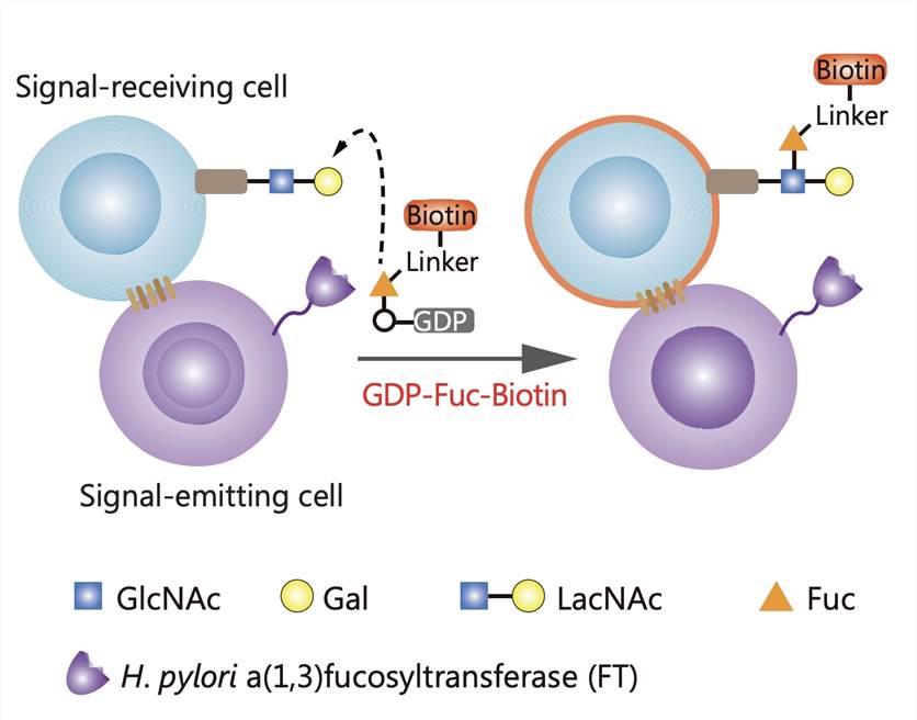Fucosyl-Biotinylation for Cell Interaction Tracking.