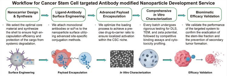 A simple procedure for cancer stem cell targeted antibody modified nanoparticle development service. (Creative Biolabs Original)