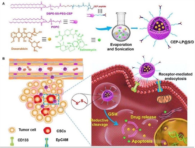Fig.1 Schematic of a GSH-responsive CEP-LP@S/D liposome for controlled drug delivery. (OA Literature)