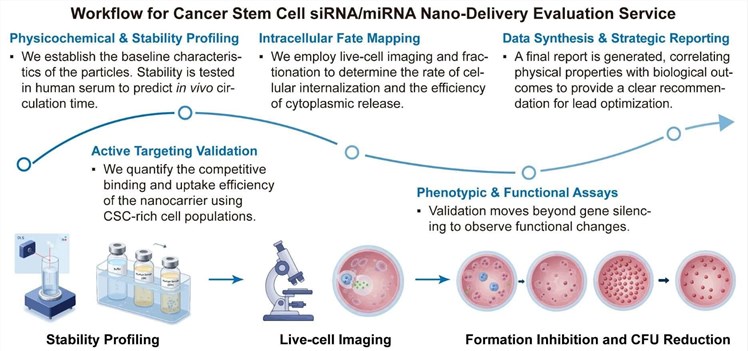 A simple procedure for cancer stem cell siRNA/miRNA nano-delivery evaluation service. (Creative Biolabs Original)