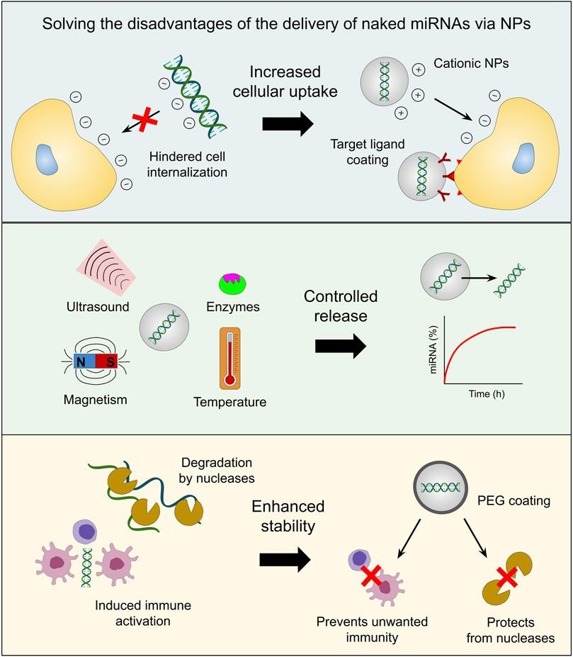 Fig.1 Advantages of nanoparticle-based miRNA delivery. (OA Literature)