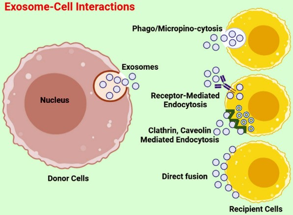 Fig.1 Multimodal engagement of exosomes with recipient cells and their functional regulation. (OA Literature)