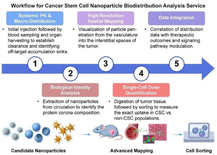 A simple procedure for cancer stem cell nanoparticle biodistribution analysis service. (Creative Biolabs Original)