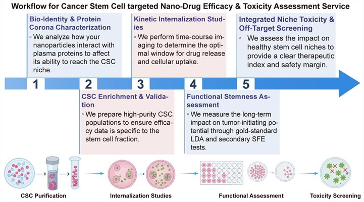 A simple procedure for cancer stem cell targeted nano-drug efficacy and toxicity assessment service. (Creative Biolabs Original)