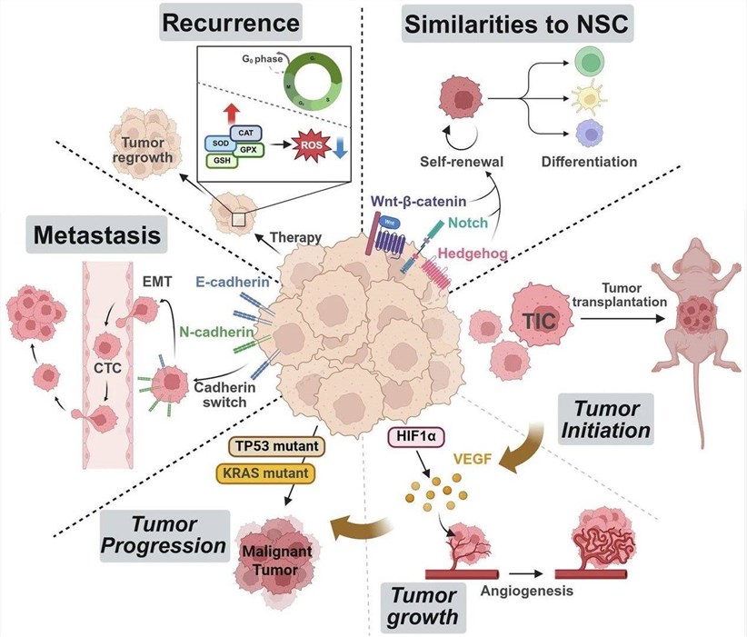 Fig.1 CSCs: Unveiling their functional roles and key characteristics. (OA Literature)