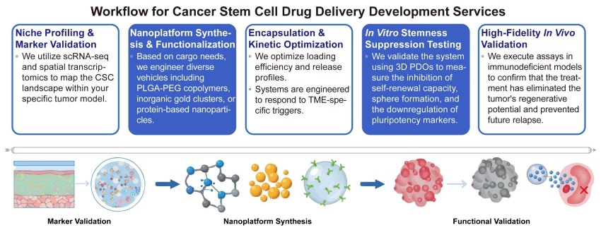 A simple procedure for cancer stem cell drug delivery development services. (Creative Biolabs Original)