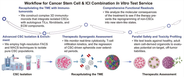 A simple procedure for cancer stem cell and ICI combination in vitro test service. (Creative Biolabs Original)
