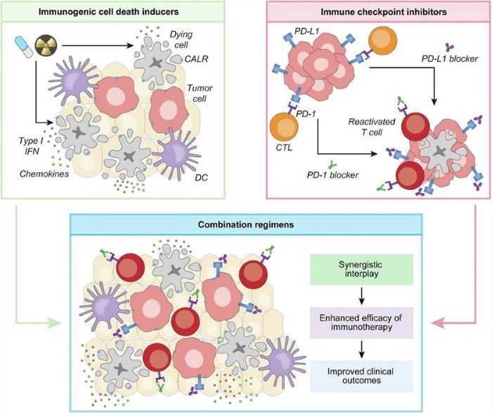 Fig.1 Synergistic combination: ICD inducers as adjuvants for ICI therapy. (OA Literature)