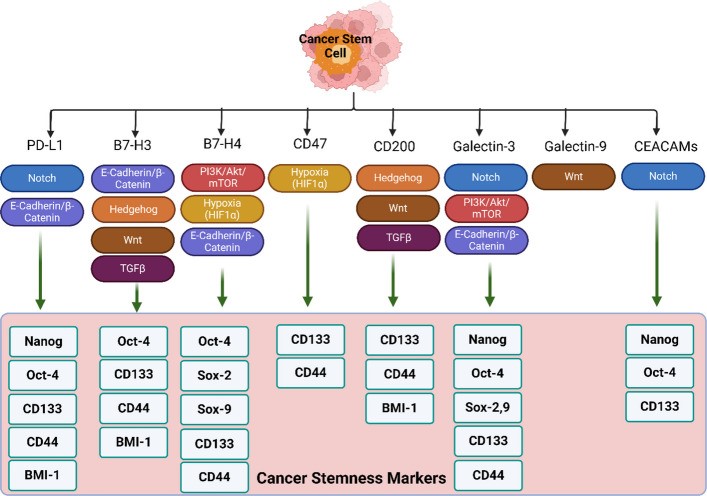 Fig.1 Regulation of cancer stemness by immune checkpoint pathways: Signaling and biomarker alterations. (OA Literature)