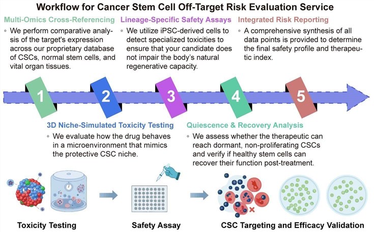 A simple procedure for cancer stem cell off-target risk evaluation service. (Creative Biolabs Original)