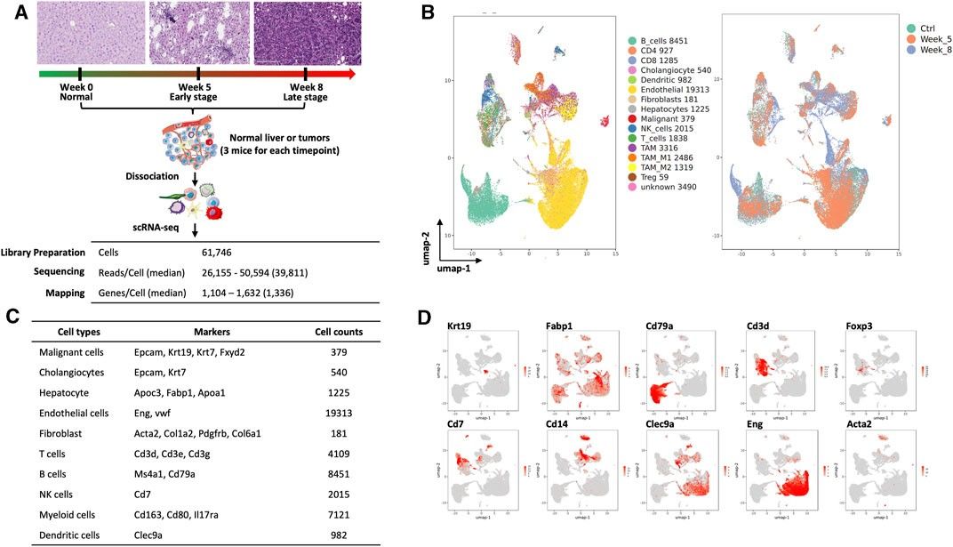 Fig.1 A YAP/AKT-driven mouse model reveals liver and cholangiocarcinoma heterogeneity at single-cell resolution. (OA Literature)