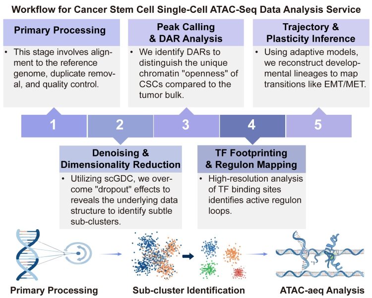 A simple procedure for cancer stem cell single-cell ATAC-seq data analysis service. (Creative Biolabs Original)