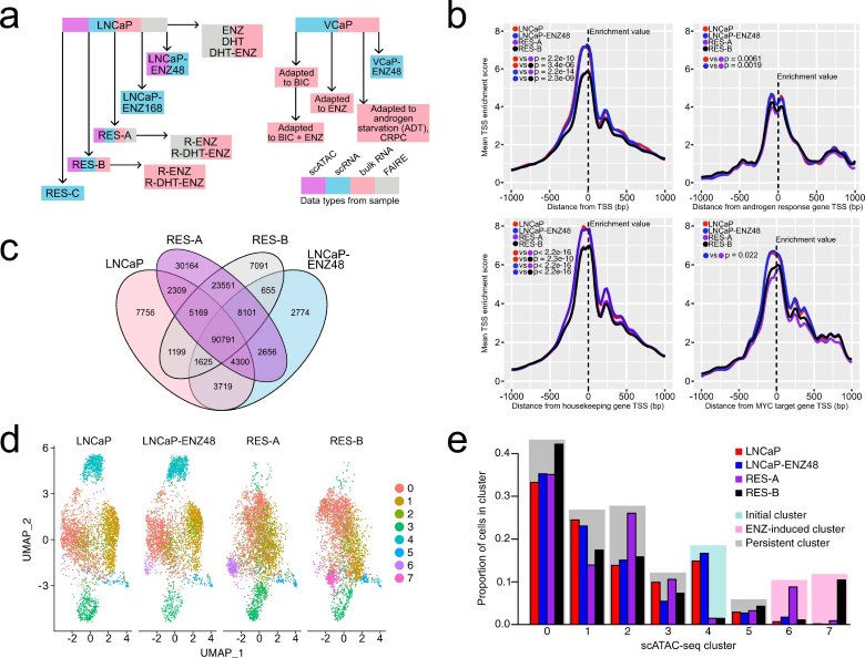 Fig.1 Acquisition of enzalutamide resistance is accompanied by epigenetic chromatin remodeling. (OA Literature)