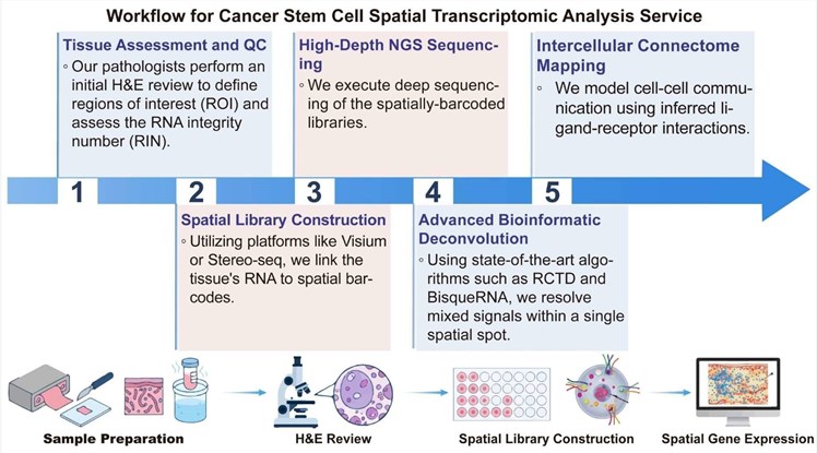 A simple procedure for cancer stem cell spatial transcriptomic analysis service. (Creative Biolabs Original)