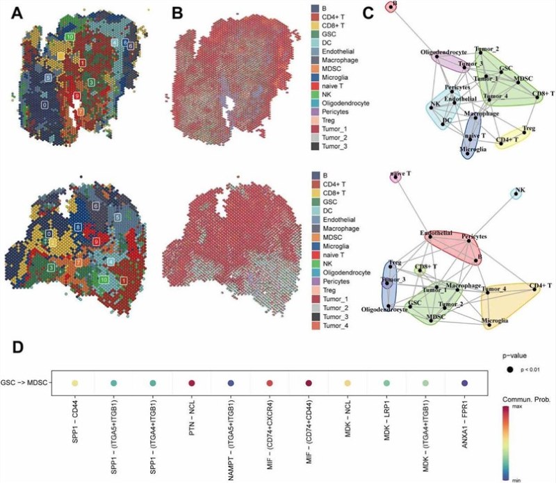 Fig.1 Mapping cellular localization and intercellular communication in glioma through spatial transcriptomics. (OA Literature)