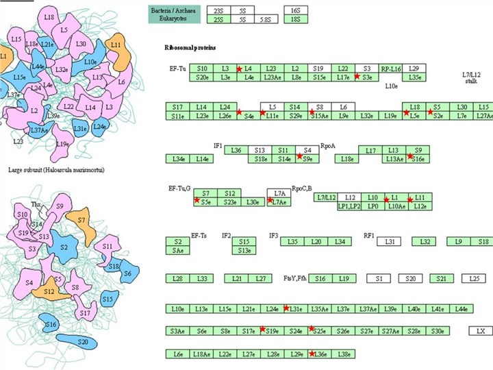Fig.1 From enrichment analysis to visualization: Mapping downregulated ribosomal proteins in glioma. (OA Literature)
