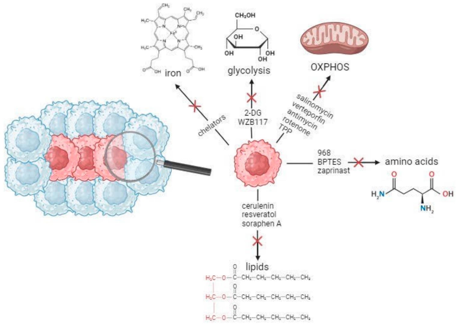 Fig.1 The therapeutic agent landscape for CSC metabolism. (OA Literature)