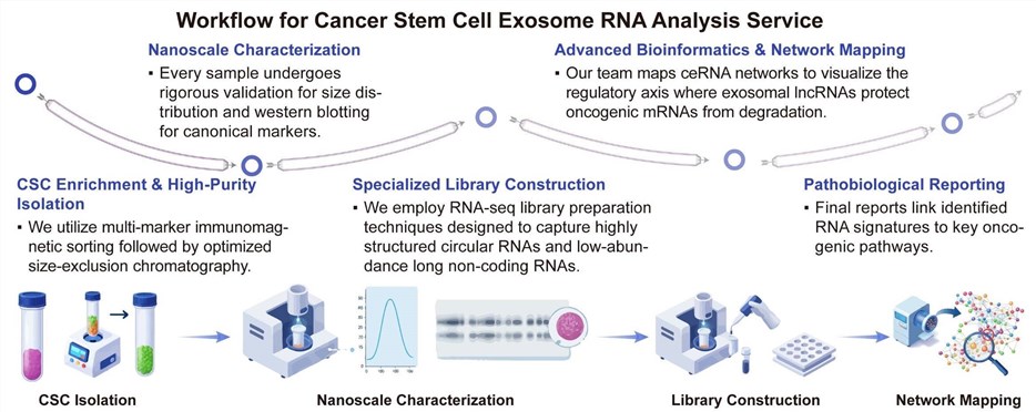 A simple procedure for cancer stem cell exosome RNA analysis service. (Creative Biolabs Original)