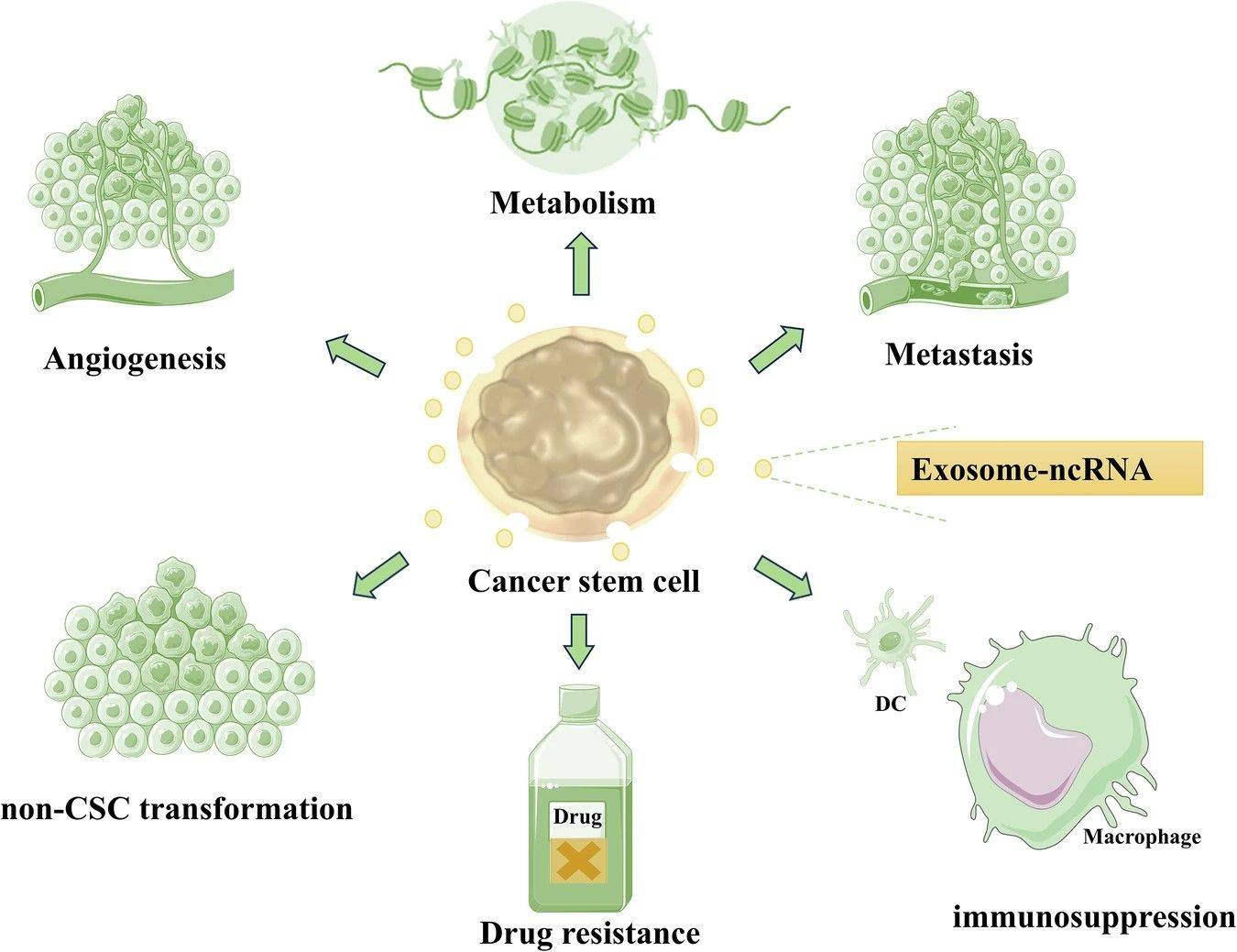 Fig.1 Exosomal ncRNAs from CSCs: Intercellular signals driving tumor progression. (OA Literature)