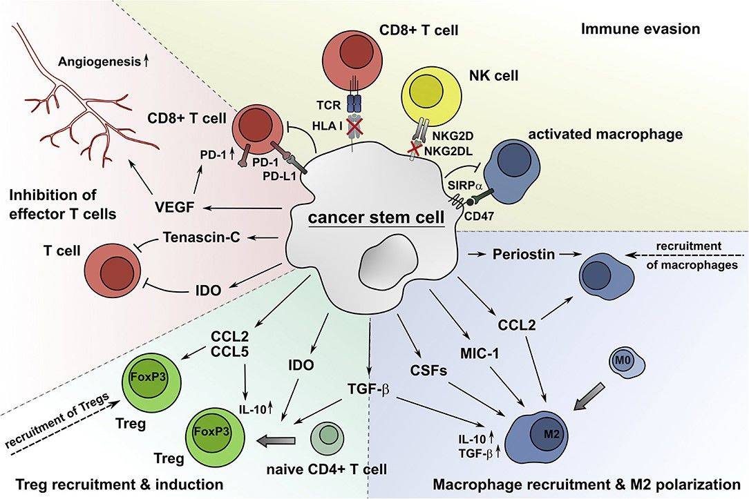 Fig.1 CSC-driven immunomodulation leads to dysfunctional immunity and impaired clearance. (OA Literature)