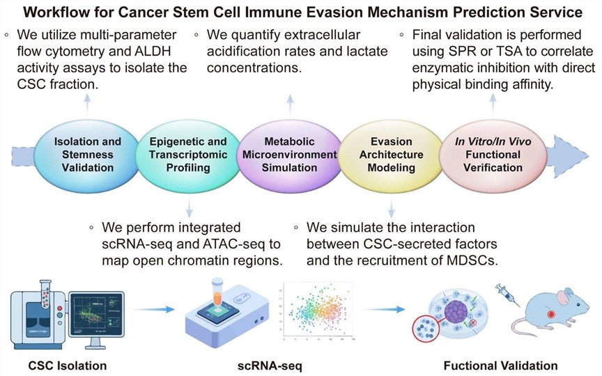 A simple procedure for cancer stem cell immune evasion mechanism prediction service. (Creative Biolabs Original)