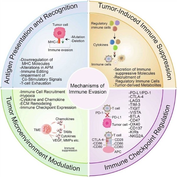 Fig.1 Mechanisms of immune evasion in cancer. (OA Literature)