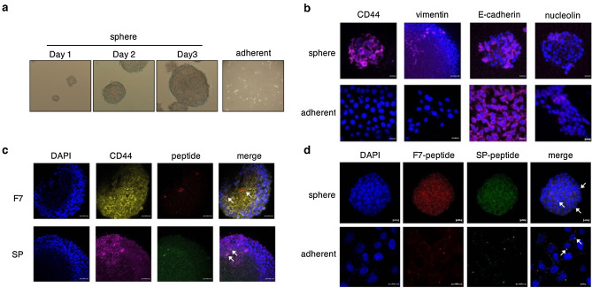Fig 1. Detection of cancer stem cells by EMT-specific biomarker-based peptide ligands. (OA Literature)