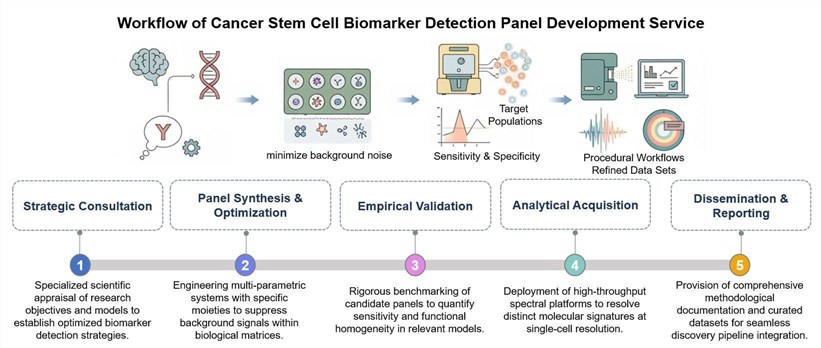 Core steps of cancer stem cell biomarker detection panel development. (Creative Biolabs Original)