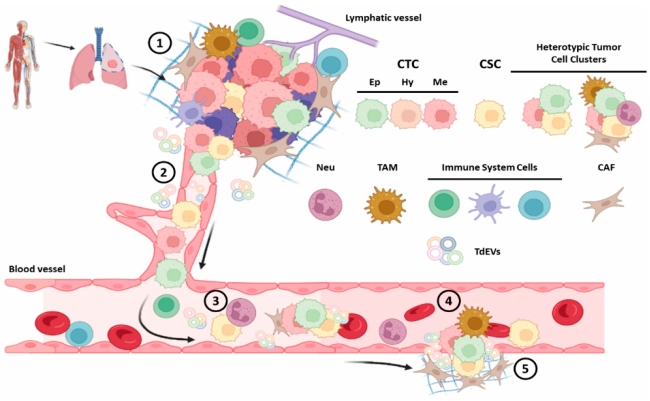 Fig 1. Circulating tumor cells: drivers of the metastatic process. (OA Literature)