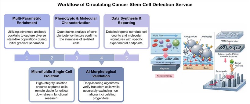 Core steps of circulating cancer stem cell detection. (Creative Biolabs Original)