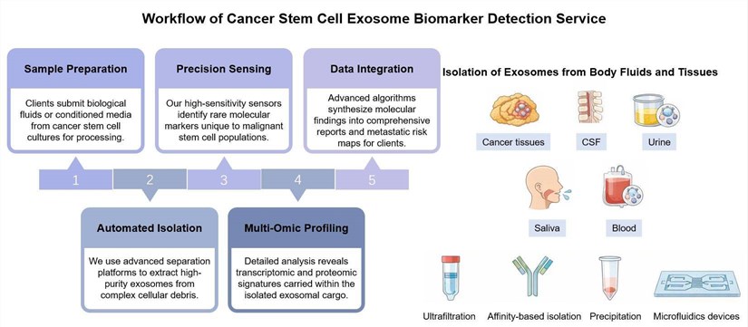 Core steps of cancer stem cell single-drug sensitivity test service. (Creative Biolabs Original)
