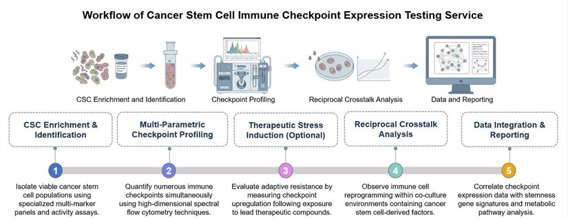 Core steps of CSCs immune checkpoint expression testing service. (Creative Biolabs Original)