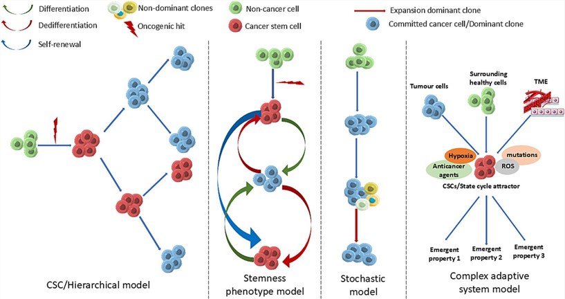Fig 1. Understanding CSC dynamics: hierarchical and stochastic perspectives. (OA Literature)