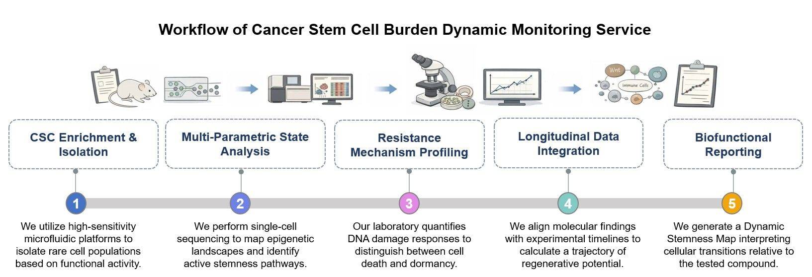 Core steps of cancer stem cell burden dynamic monitoring service. (Creative Biolabs Original)
