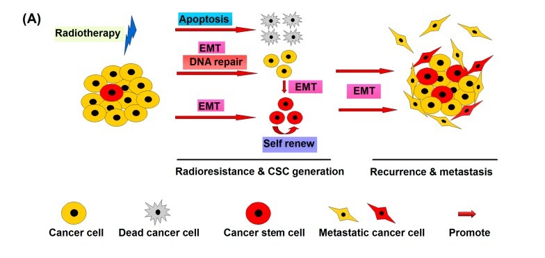 Fig 1. Radiation-induced EMT converts non-CSCs to CSCs driving recurrence and metastasis. (OA Literature)