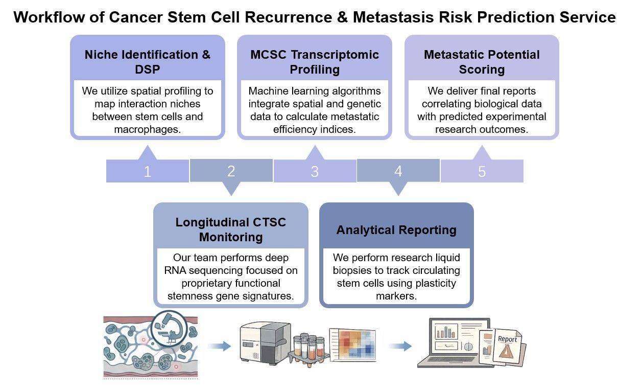 Core steps of CSCs recurrence & metastasis risk prediction. (Creative Biolabs Original)
